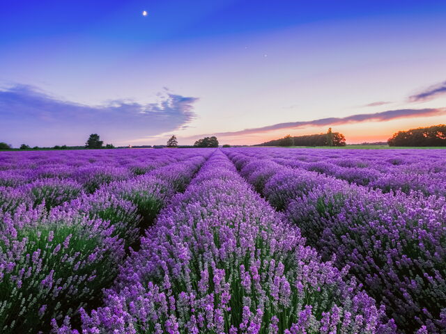 Saker att göra i mitten av juli: ta en tur till regionen Toscana