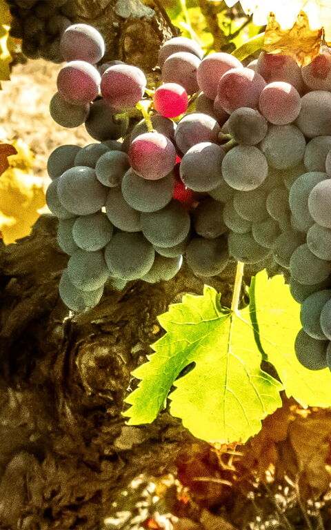 Skörden av vindruvor i Toscana