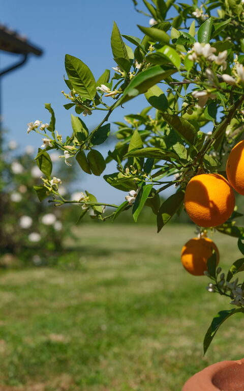 Pozzo Dei Desideri: Exteriör, Trädgård, Utomhus