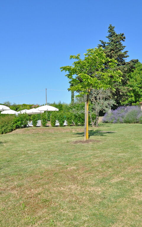 I Glicini: Trädgård