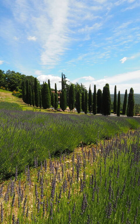 Cornocchio: Visningar