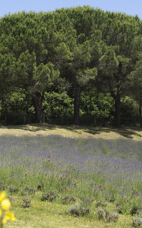 Cornocchio: Trädgård, Visningar