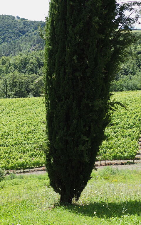 Cornocchio: Trädgård, Visningar