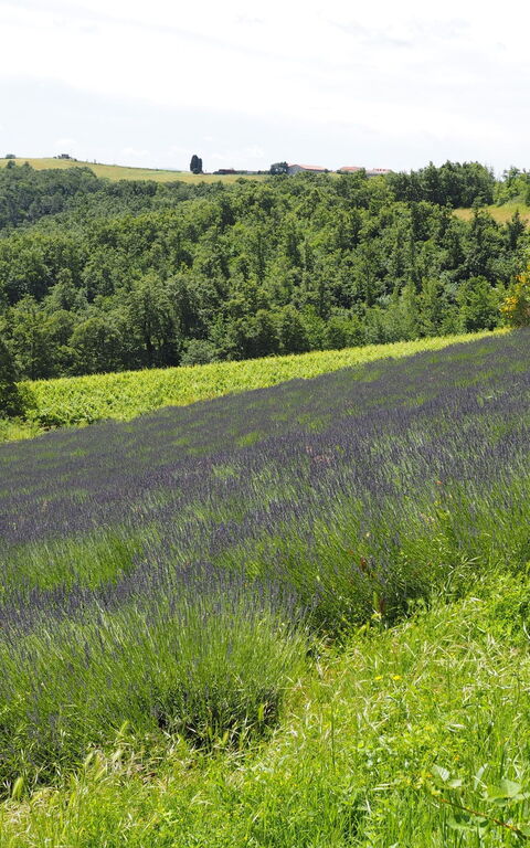 Cornocchio: Visningar