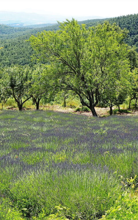 Cornocchio: Visningar