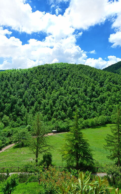 Villa Contessa: Trädgård