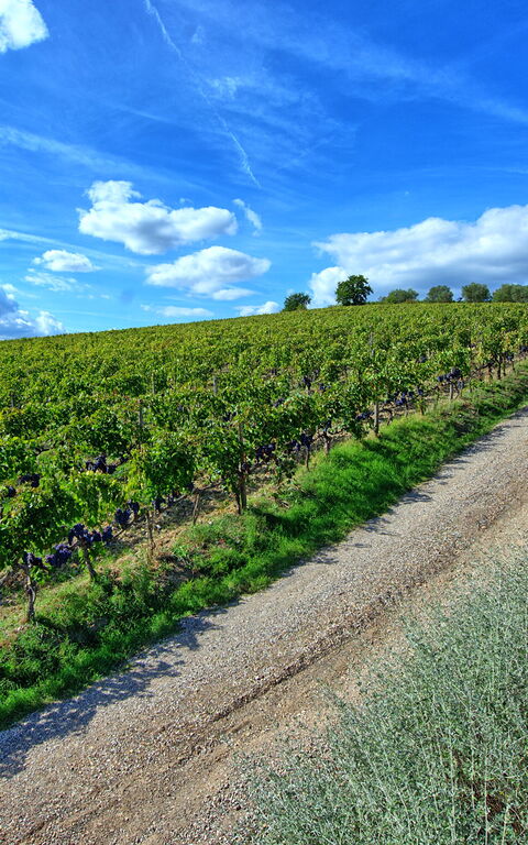 Brunello: Utomhus, Visningar