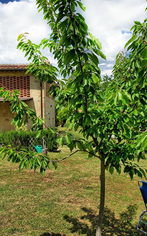 Villa Diletta: Trädgård