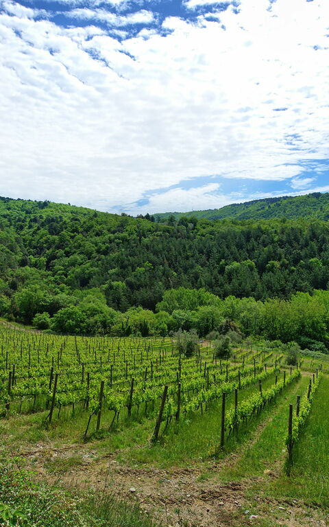 Villa Barbischio: Visningar