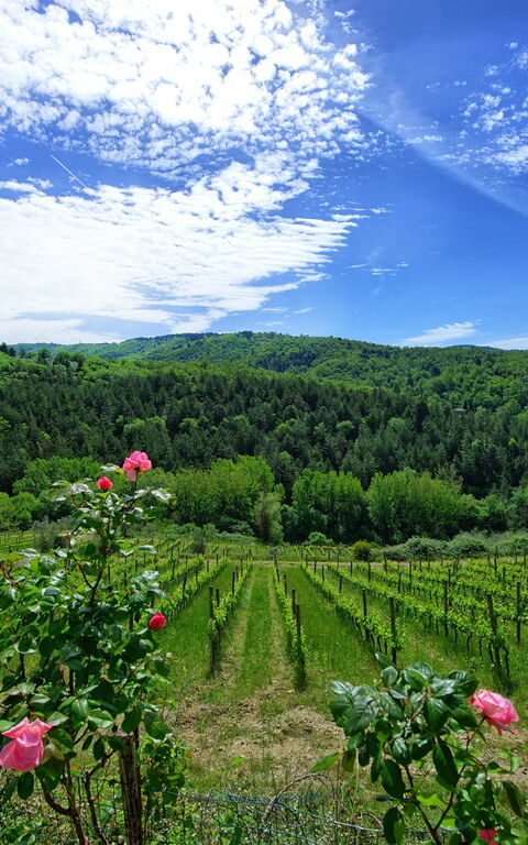 Villa Barbischio: Visningar