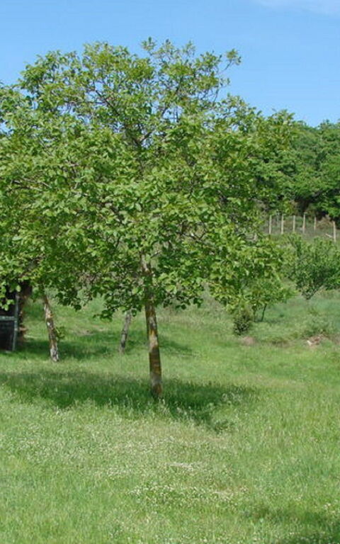 Civitella: Trädgård