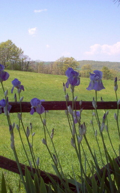 Ginestrella: Trädgård, Utomhus