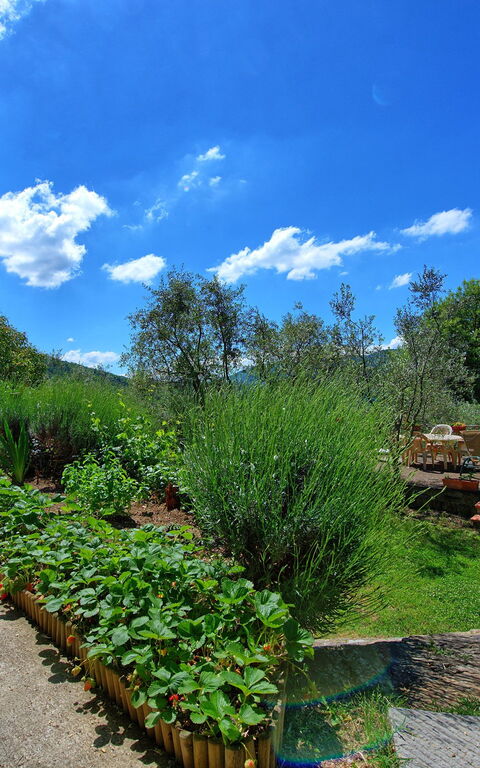 Panzalla: Trädgård