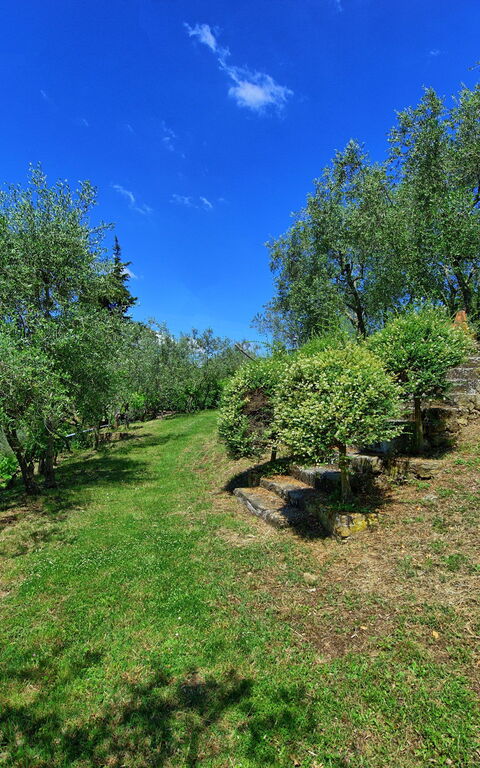 Panzalla: Trädgård