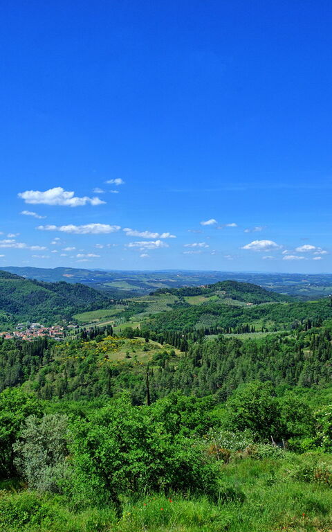 Panzalla: Trädgård