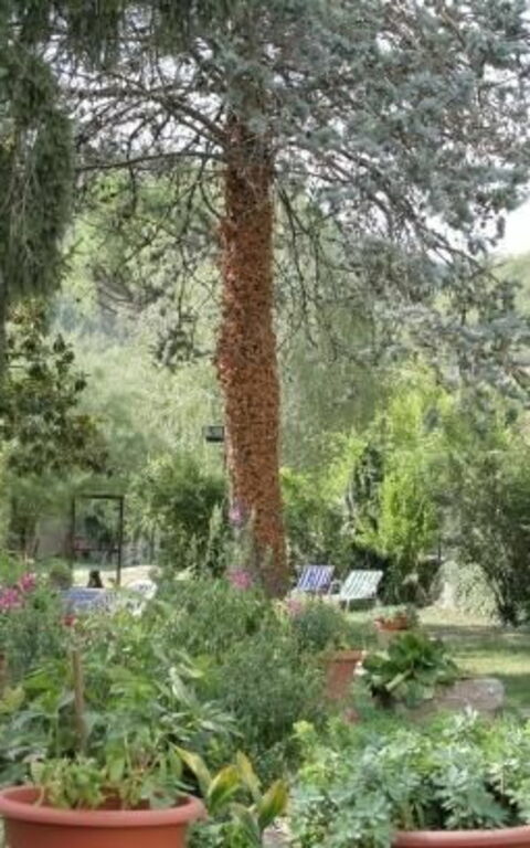 ***villa Contea: Trädgård, Utomhus