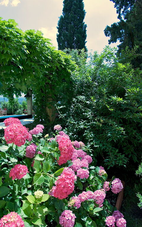 Villa Pedone: Trädgård, Utomhus