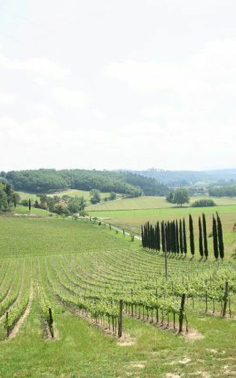 Villa Buonaparte: Visningar