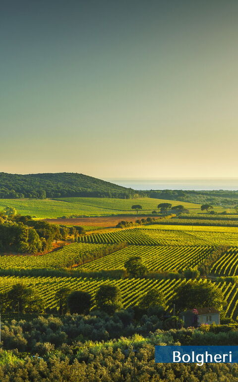 Guardistallo: Exteriör, Visningar