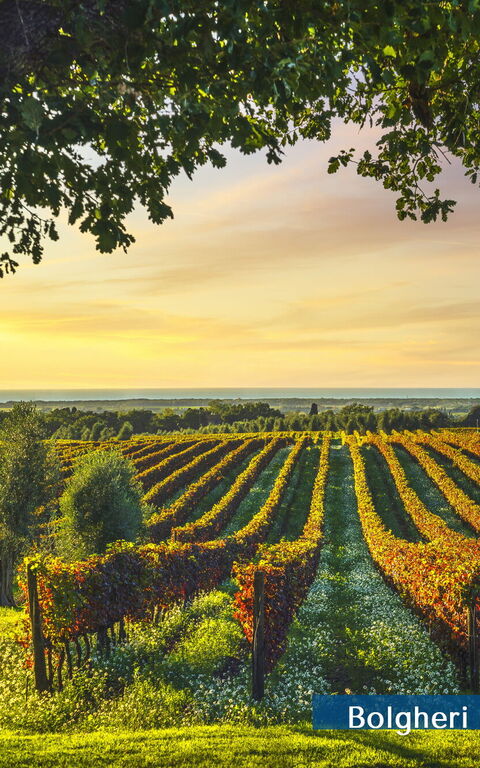 Guardistallo: Exteriör, Visningar