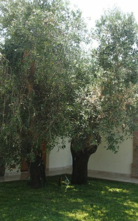 Villa Dei Cipressi: Exteriör, Trädgård, Utomhus