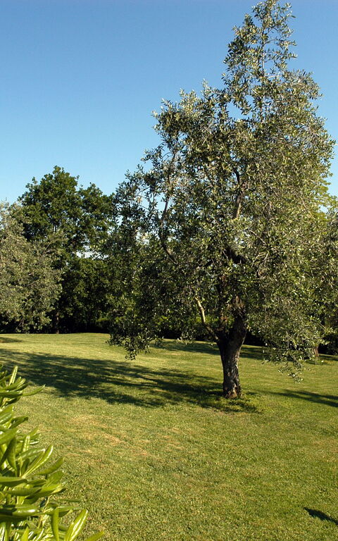 La Valle: Trädgård