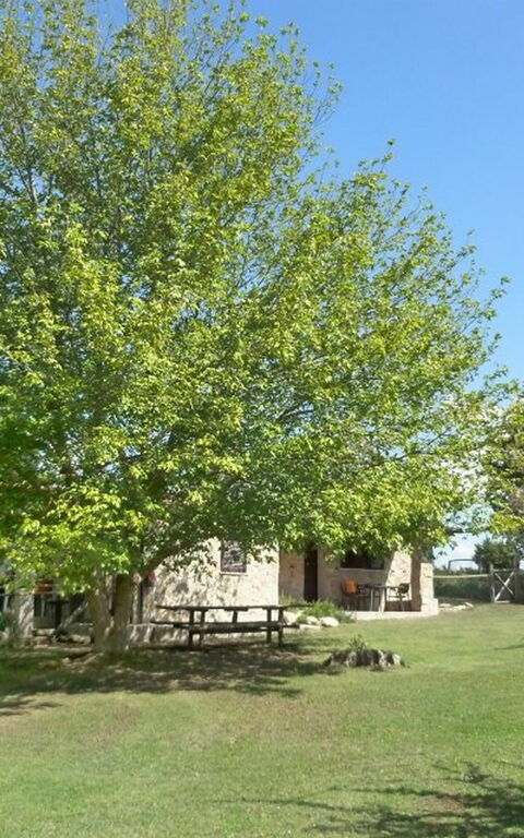 Funghi 2: Trädgård