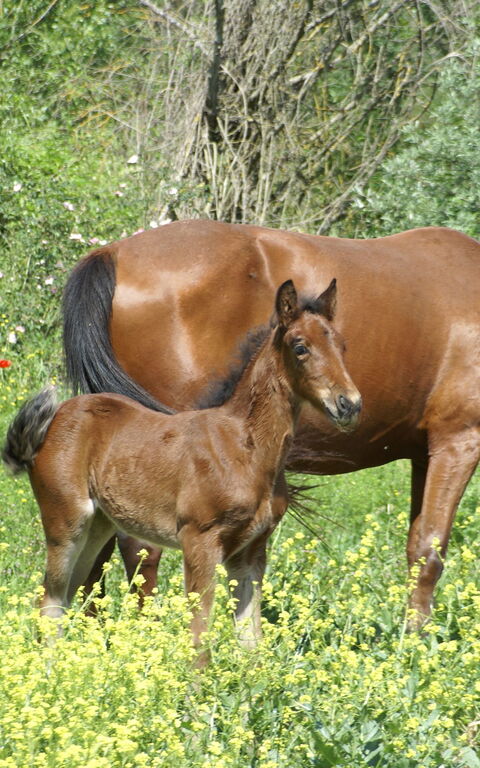 Le Querce Di Campocane: Trädgård