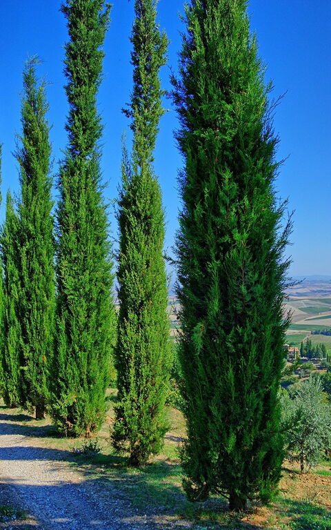 Villa Montalcino: Visningar