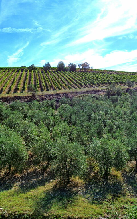 Casa Maria Luisa: Visningar