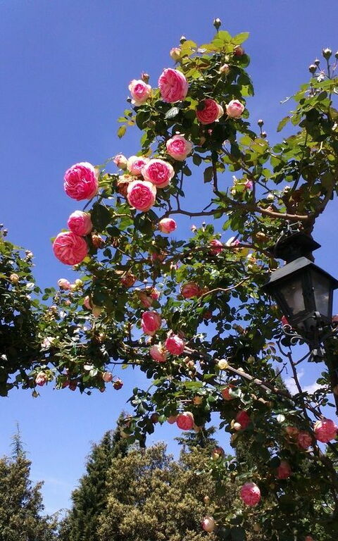 Villa Gaville: Trädgård