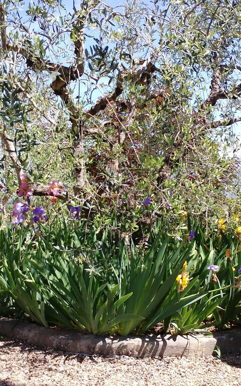 Villa Gaville: Trädgård