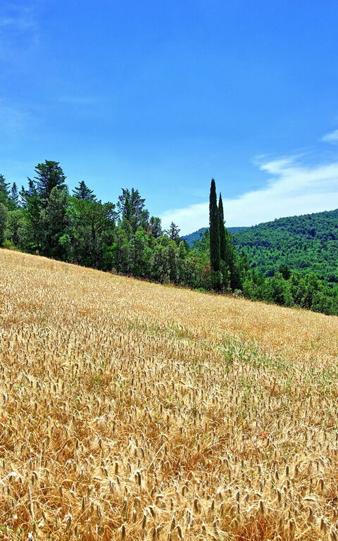 Villa Picchio: Trädgård, Utomhus