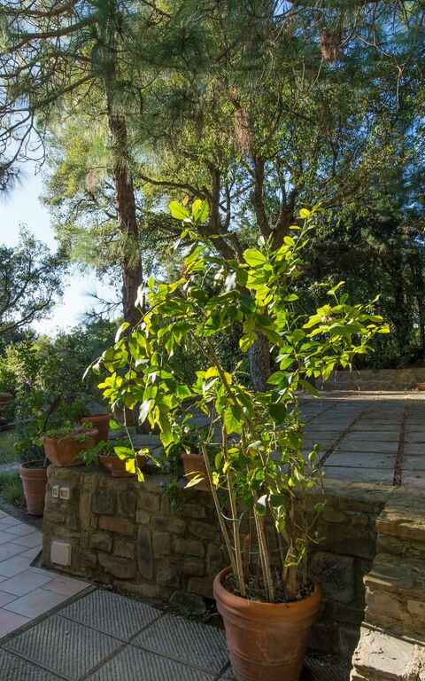 Vista Mare: Trädgård