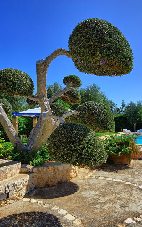 Lamia Santo Arcangelo: Trädgård