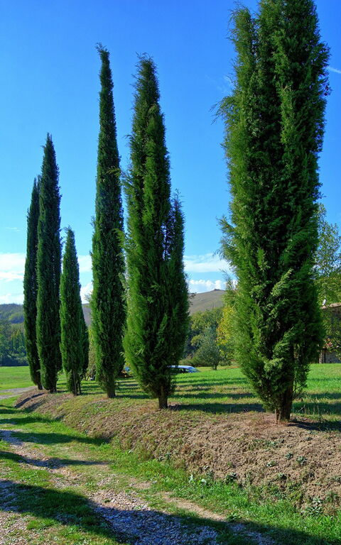 Villa Gualchiere: Huvudentré