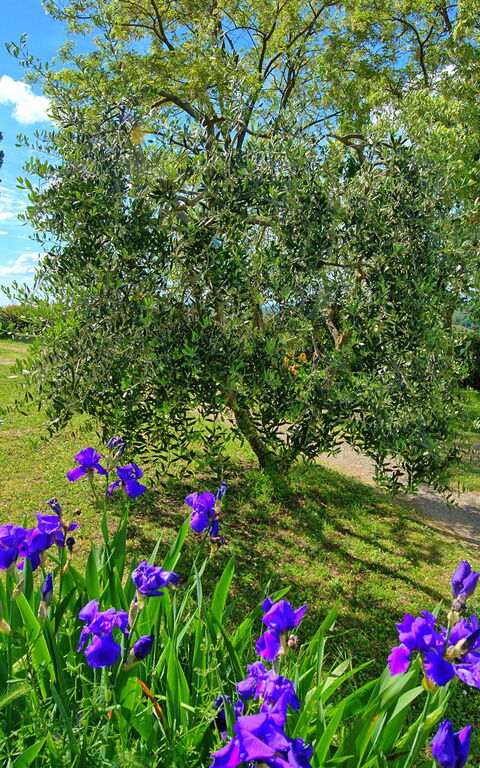 Maggiano: Trädgård