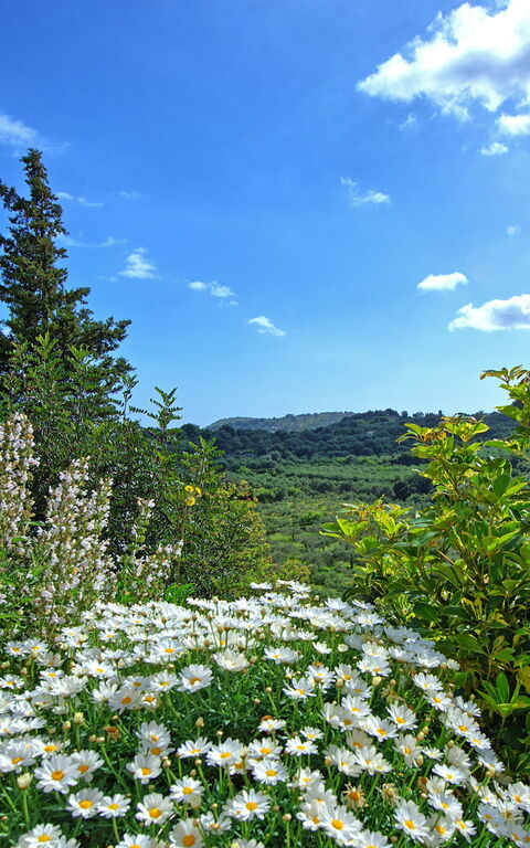 Villa Vicilla: Utomhus