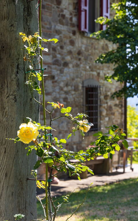 San Guido: Exteriör, Trädgård, Utomhus