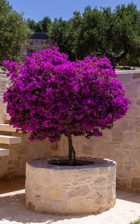 Villa Bluewhite: Trädgård, Utomhus