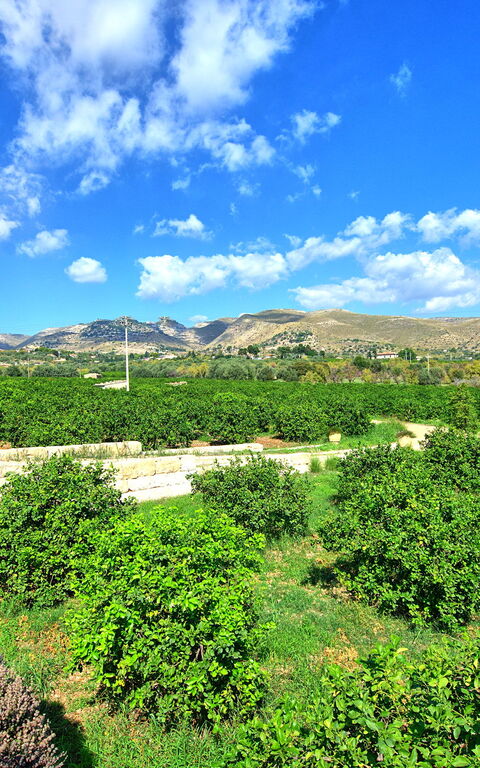 Tenuta Olearum: Sommar, Utomhus, Visningar