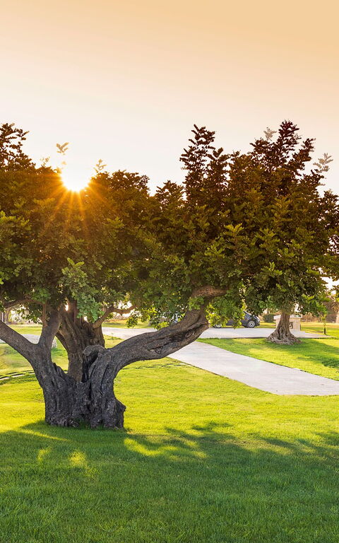 Villa Colleverde: Trädgård