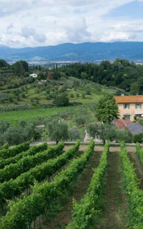 Bello Stare: Visningar