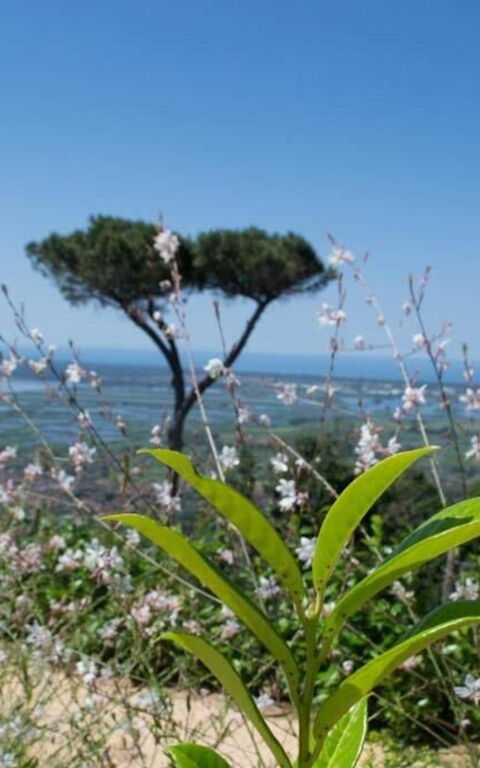 Casarosa Di Mariasole: Sommar, Utomhus