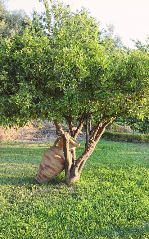 Villa Malu: Exteriör, Trädgård, Utomhus