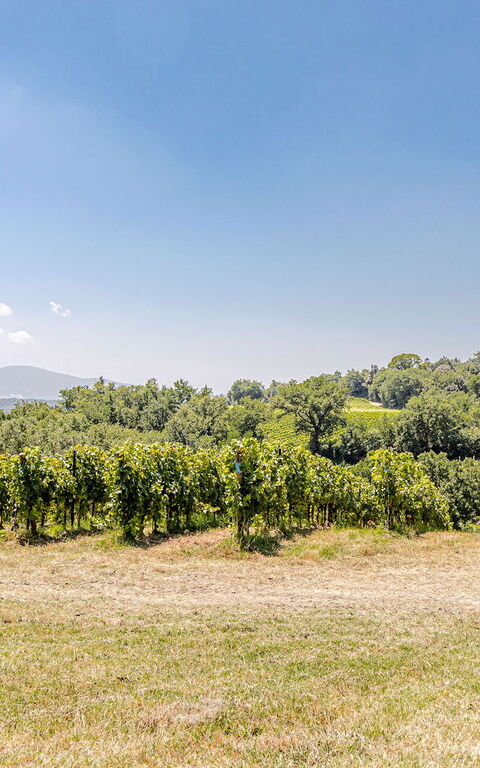 Chateau La Siroque: Exteriör, Utomhus, Visningar