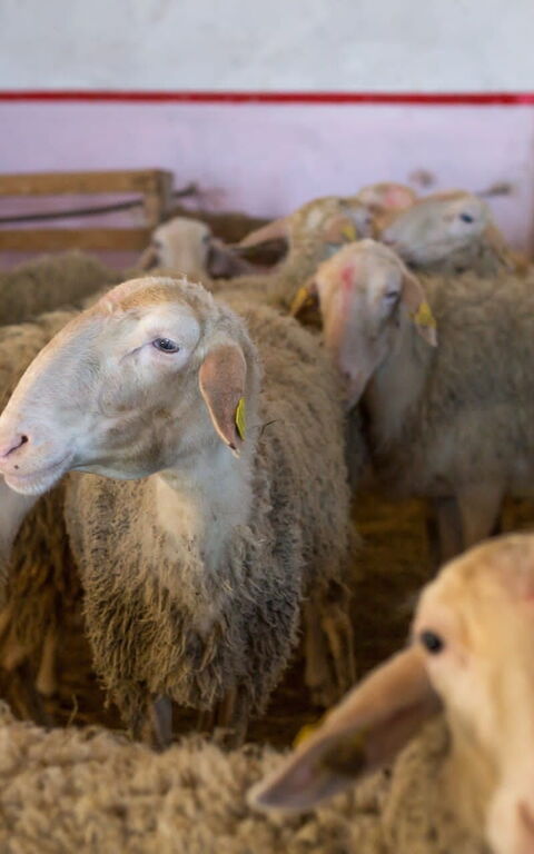 Casale Della Torre: Djur