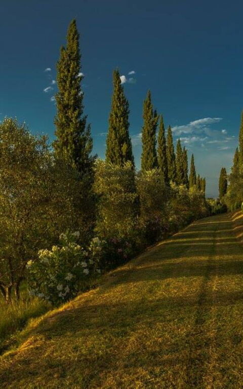 Leccino: Exteriör, Trädgård, Utomhus, Visningar