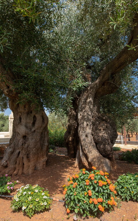Terra Mater: Exteriör, Utomhus