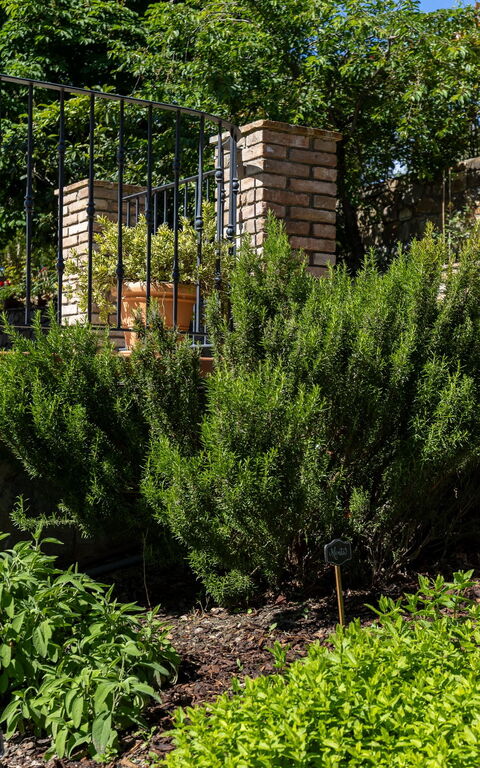 Tenuta Macericca: Exteriör, Utomhus